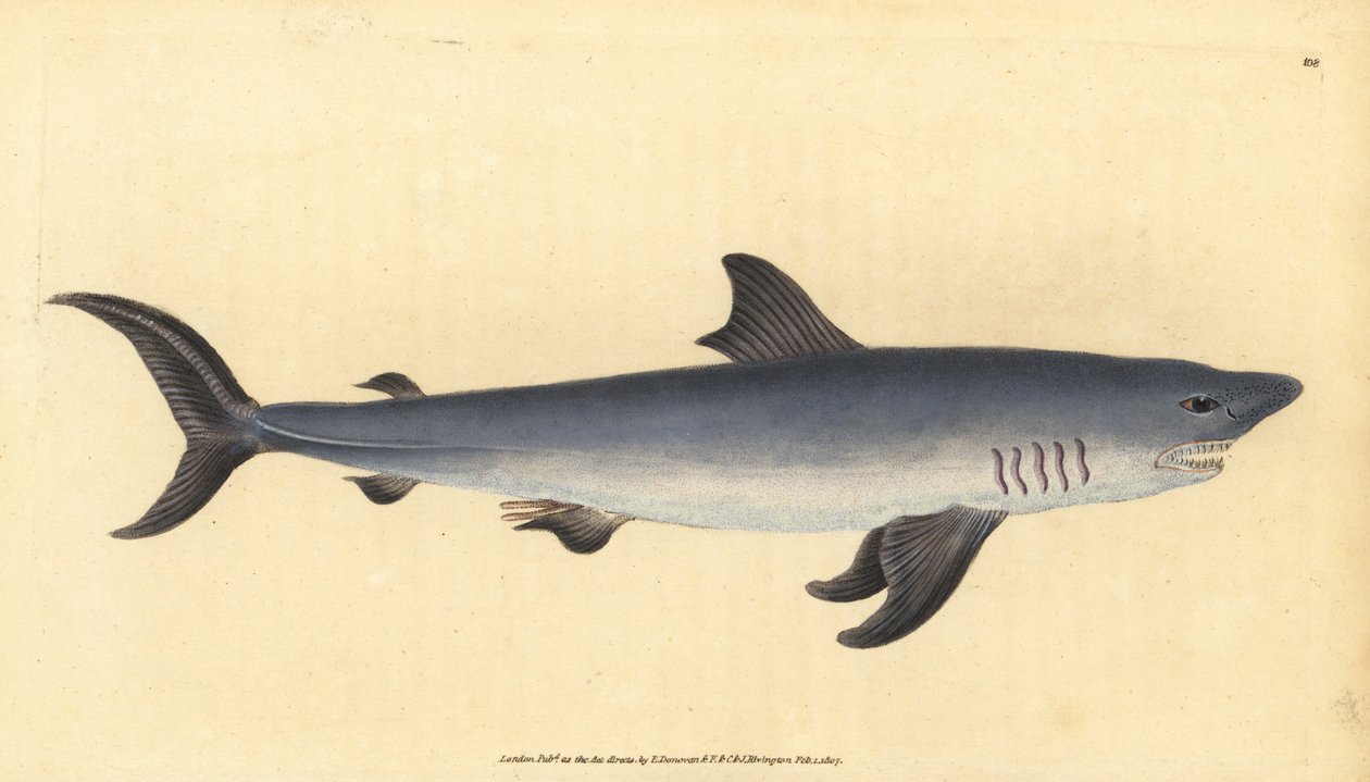 Marrajo sardinero, Lamna nasus. Vulnerable. (Tiburón marrajo, Squalus cornubicus) de Edward Donovan