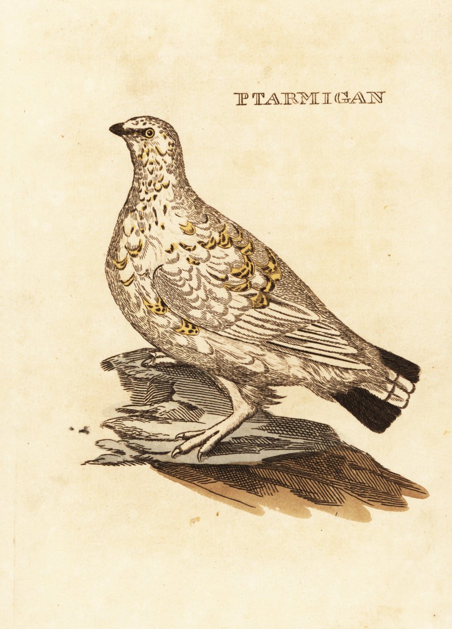 Perdiz nival, Lagopus lagopus de Edward Donovan