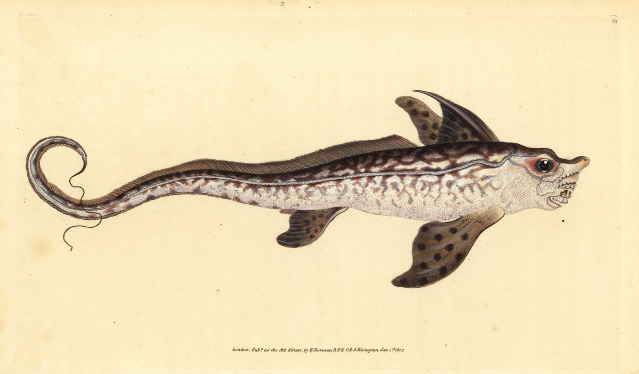 Pez conejo o monstruo marino, Chimaera monstrosa (grabado a mano por Edward Donovan de su 