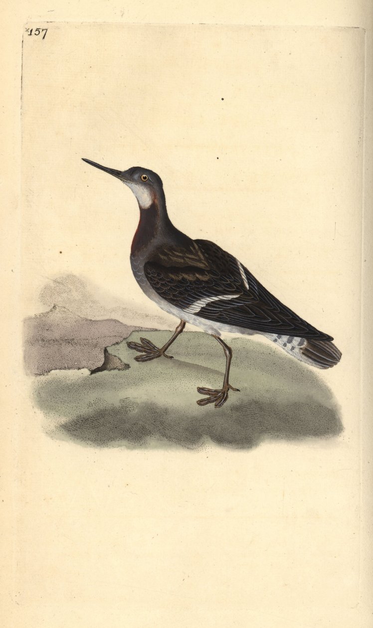 Falaropo picofino, Phalaropus lobatus de Edward Donovan