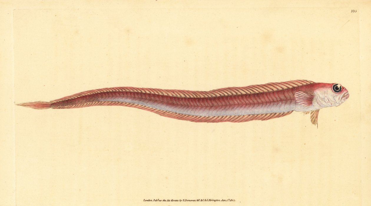 Pez cinta rojo, Cepola macrophthalma. Grabado a mano coloreado por Edward Donovan de su Historia Natural de los Peces Británicos, Donovan y F.C. y J. Rivington, Londres de Edward Donovan