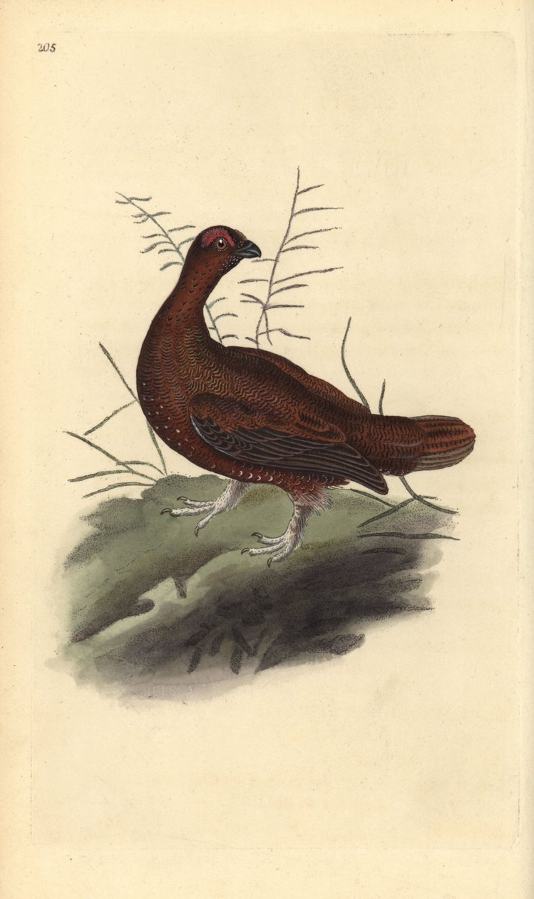 Perdiz roja, Lagopus lagopus scotica. Grabado a mano coloreado por Edward Donovan de su propia Historia Natural de las Aves Británicas, Londres de Edward Donovan