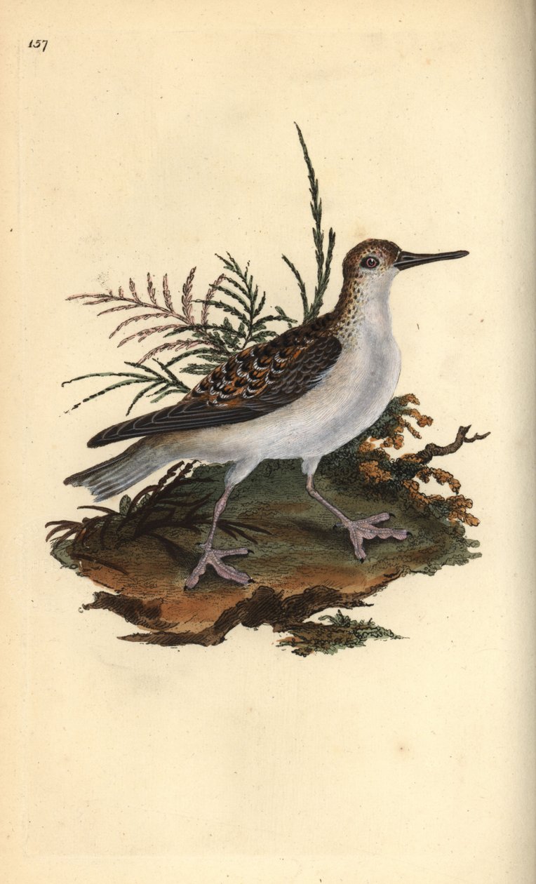 Falaropo picogrueso, Phalaropus fulicarius. Grabado en cobre coloreado a mano dibujado y grabado por Edward Donovan de su propia “Historia Natural de las Aves Británicas,” Londres de Edward Donovan