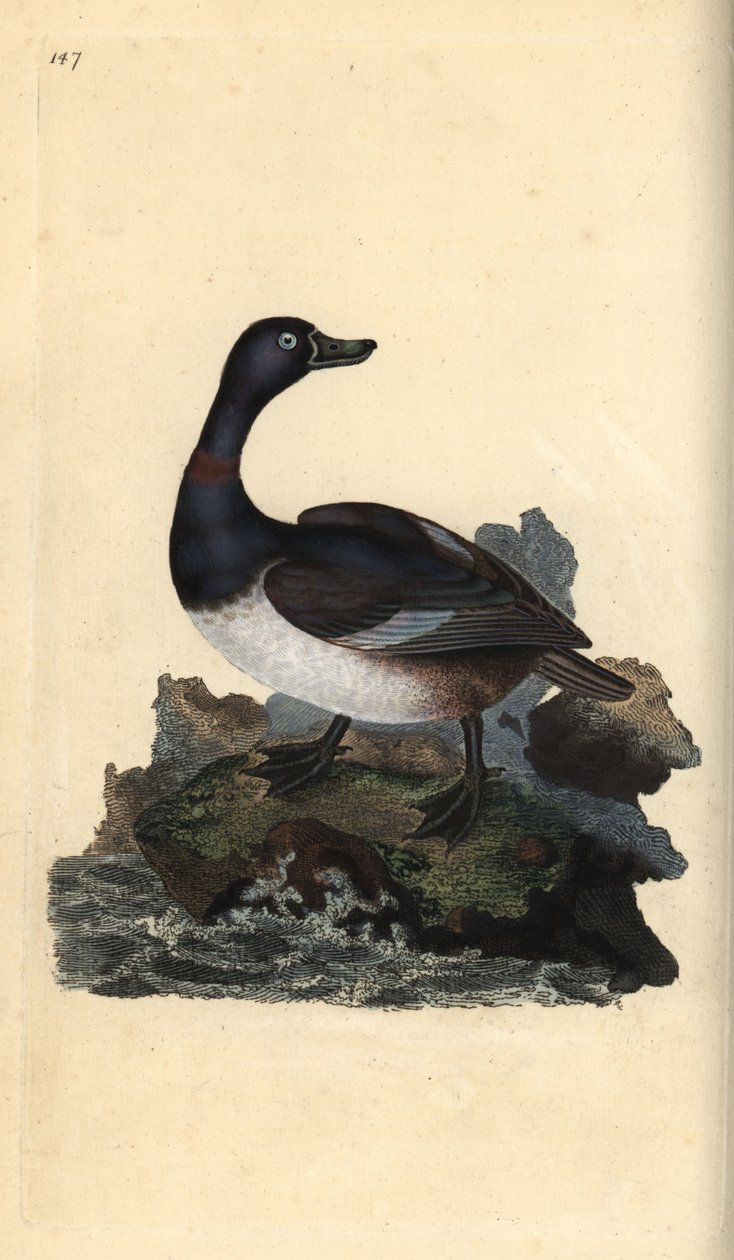 Porrón acollarado, Aythya collaris. Grabado a mano coloreado por Edward Donovan de su propia 
