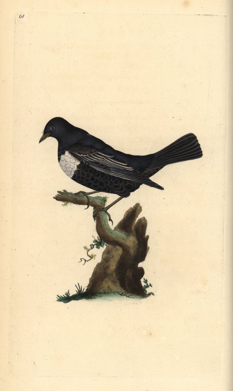 Mirlo acuático, Turdus torquatus. Grabado en cobre coloreado a mano dibujado y grabado por Edward Donovan de su propia 