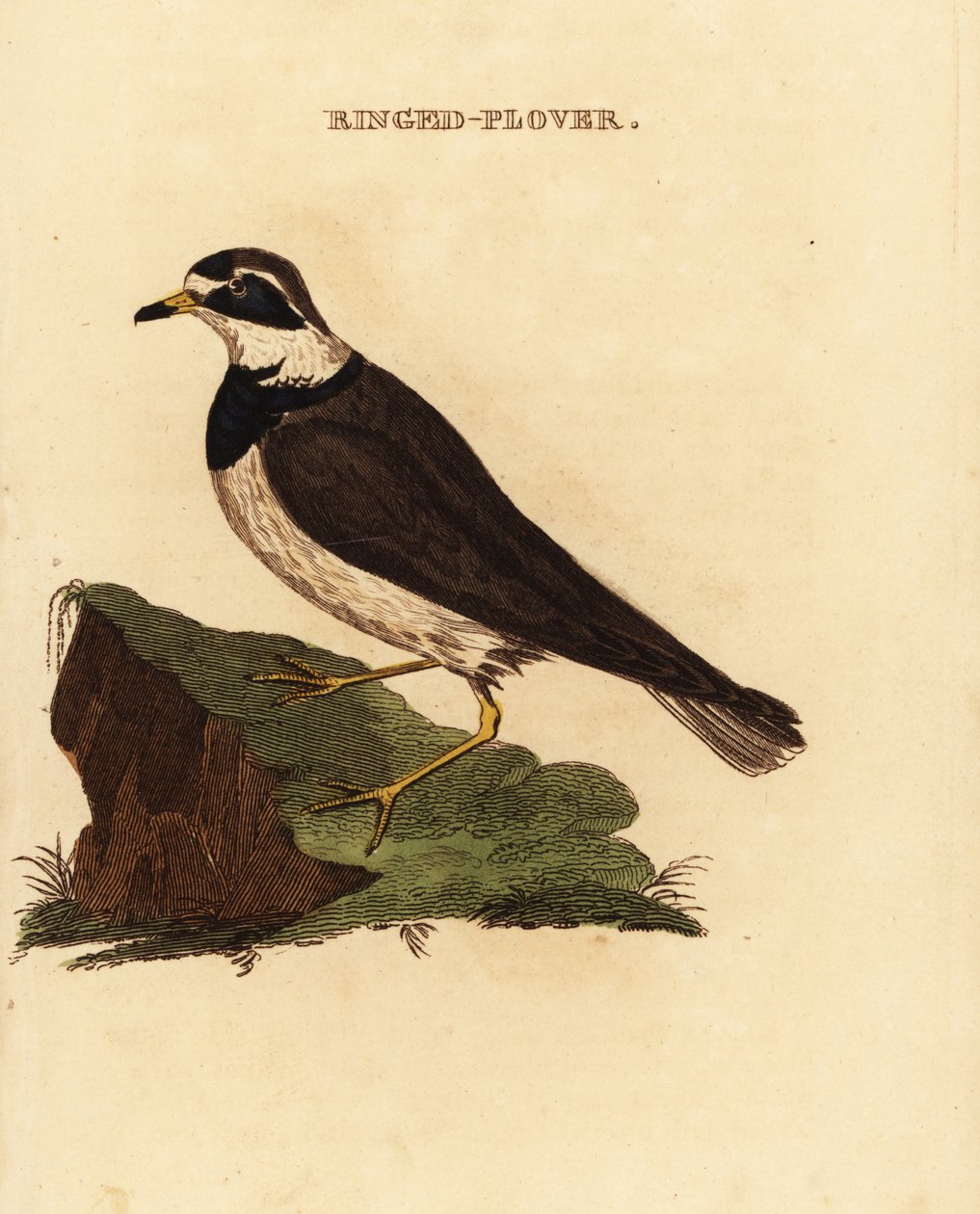 Chorlitejo grande, Charadrius hiaticula de Edward Donovan