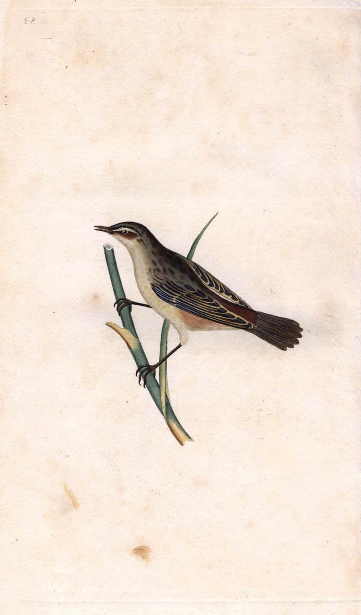 Carricero común. Acrocephalus schoenobaenus (Motacilla salicaria). Grabado en cobre por Edward Donovan (1768-1837), publicado en Historia natural de las aves británicas, Londres de Edward Donovan