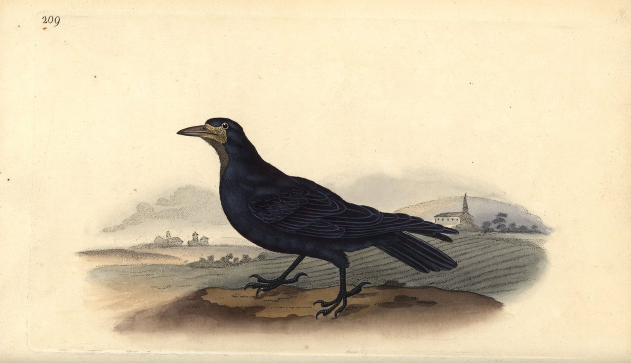 Grajo, Corvus frugilegus. Ilustración a mano de cobre grabada por Edward Donovan de su propio 