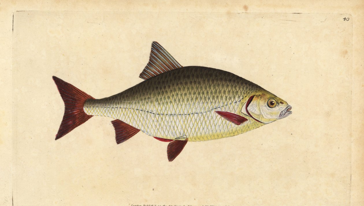Rutilo, Scardinius erythrophthalmus (Ojo rojo, Cyprinus erythrophthalmus). Grabado en cobre coloreado a mano dibujado y grabado por Edward Donovan de su Historia Natural de los Peces Británicos, Donovan y F.C. y J. Rivington, Londres de Edward Donovan