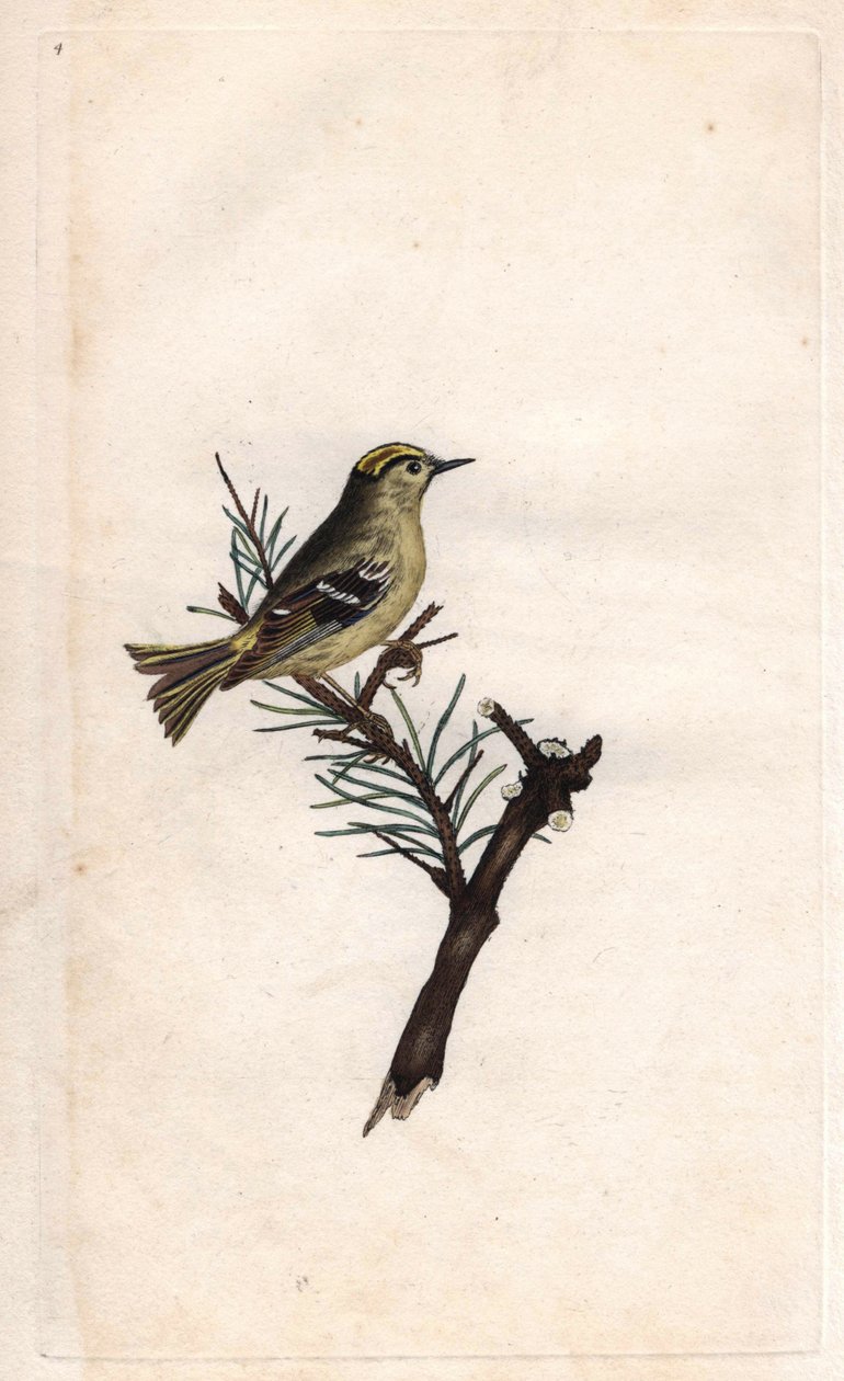Reyezuelo sencillo. Regulus regulus. Grabado en cobre por Edward Donovan, publicado en Histoire naturelle des oiseaux britanniques, Londres de Edward Donovan