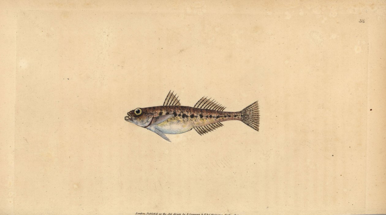 Pomatoschistus minutus (Gobio manchado, Gobius minutus), gobio de arena. Grabado en cobre coloreado a mano dibujado y grabado por Edward Donovan de su Historia Natural de los Peces Británicos, Donovan y F.C. y J. Rivington, Londres de Edward Donovan