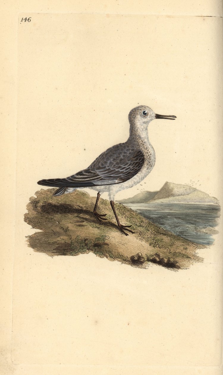 Correlimos tridáctilo, Calidris alba. Grabado a mano coloreado por Edward Donovan de su propia Historia Natural de las Aves Británicas, Londres de Edward Donovan