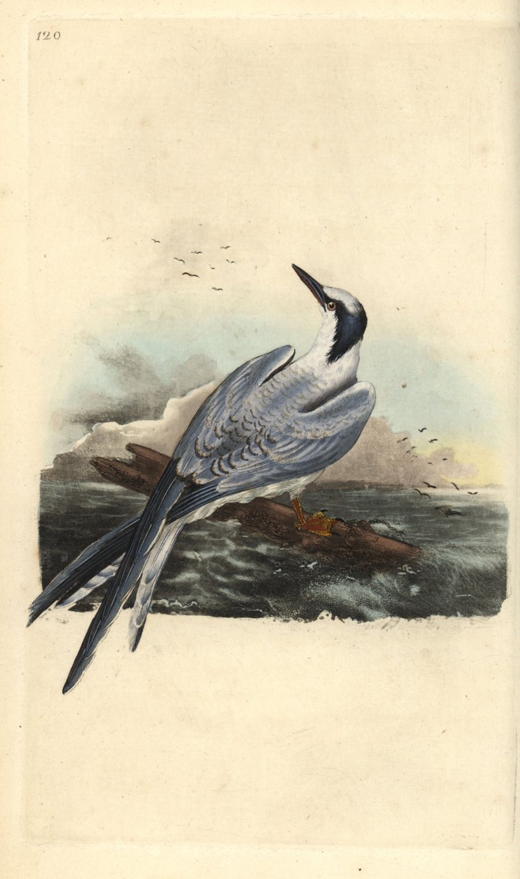 Charrán patinegro, Thalasseus sandvicensis. Grabado en cobre coloreado a mano dibujado y grabado por Edward Donovan de su propia “Historia Natural de las Aves Británicas”, Londres de Edward Donovan