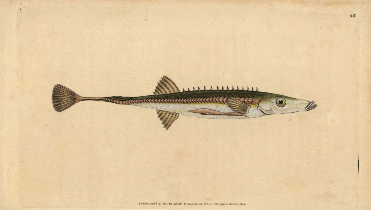Espinoso de mar, Spinachia spinachia. Grabado a mano coloreado por Edward Donovan de su Historia Natural de los Peces Británicos, Donovan y F.C. y J. Rivington, Londres de Edward Donovan