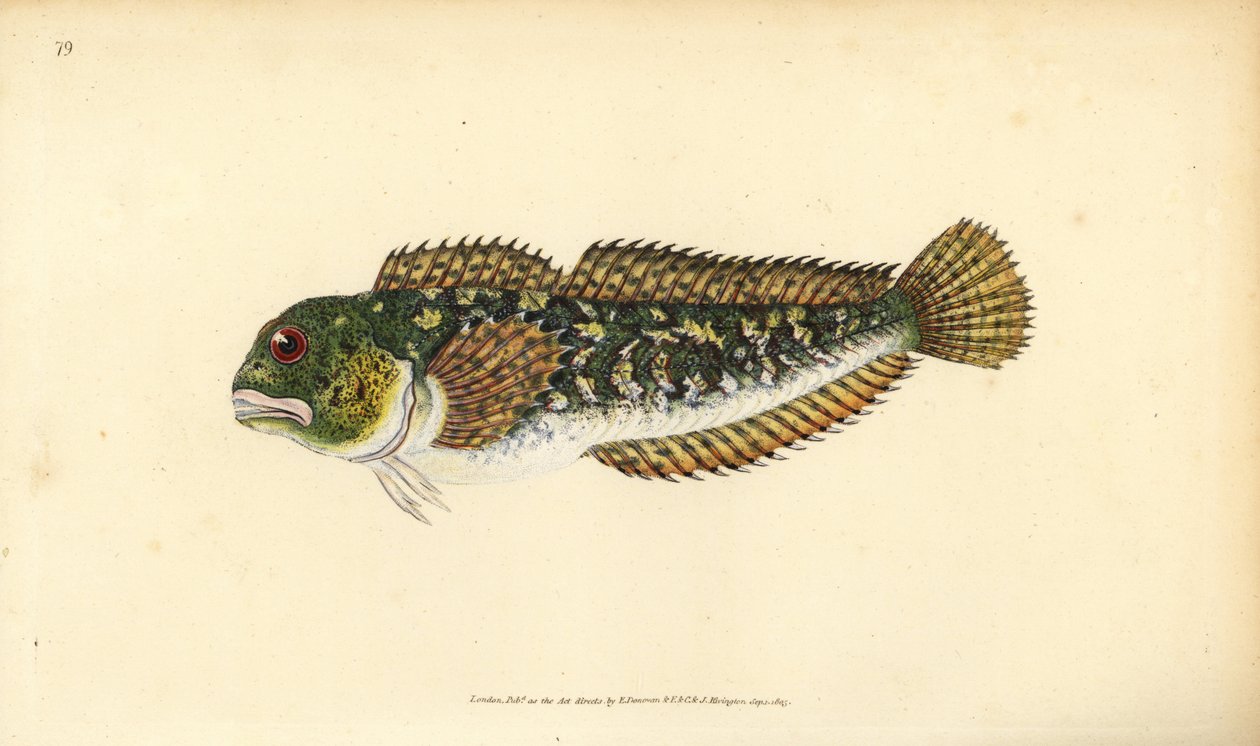 Blénido, Lipophrys pholis. Grabado a mano coloreado por Edward Donovan de su Historia Natural de los Peces Británicos, Donovan y F.C. y J. Rivington, Londres de Edward Donovan