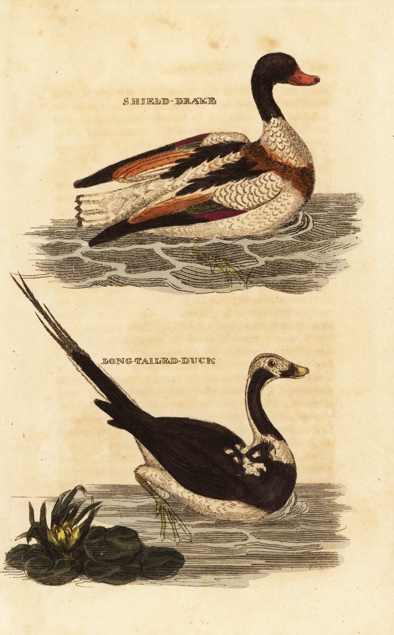 Tarro blanco, Tadorna tadorna, y pato de cola larga, Clangula hyemalis de Edward Donovan