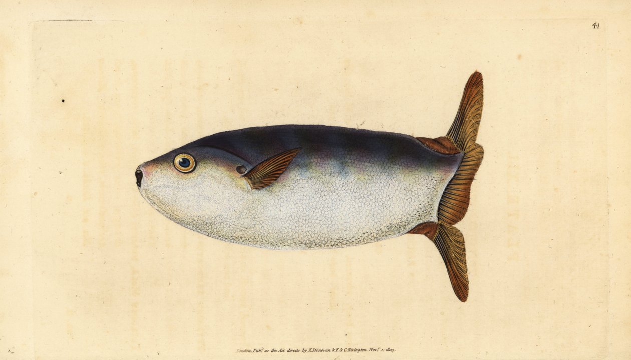 Pez luna delgado, Ranzania laevis (Pez luna truncado, Tetrodon truncatus). Grabado en cobre coloreado a mano dibujado y grabado por Edward Donovan de su Historia Natural de los Peces Británicos, Donovan y F.C. y J. Rivington, Londres de Edward Donovan