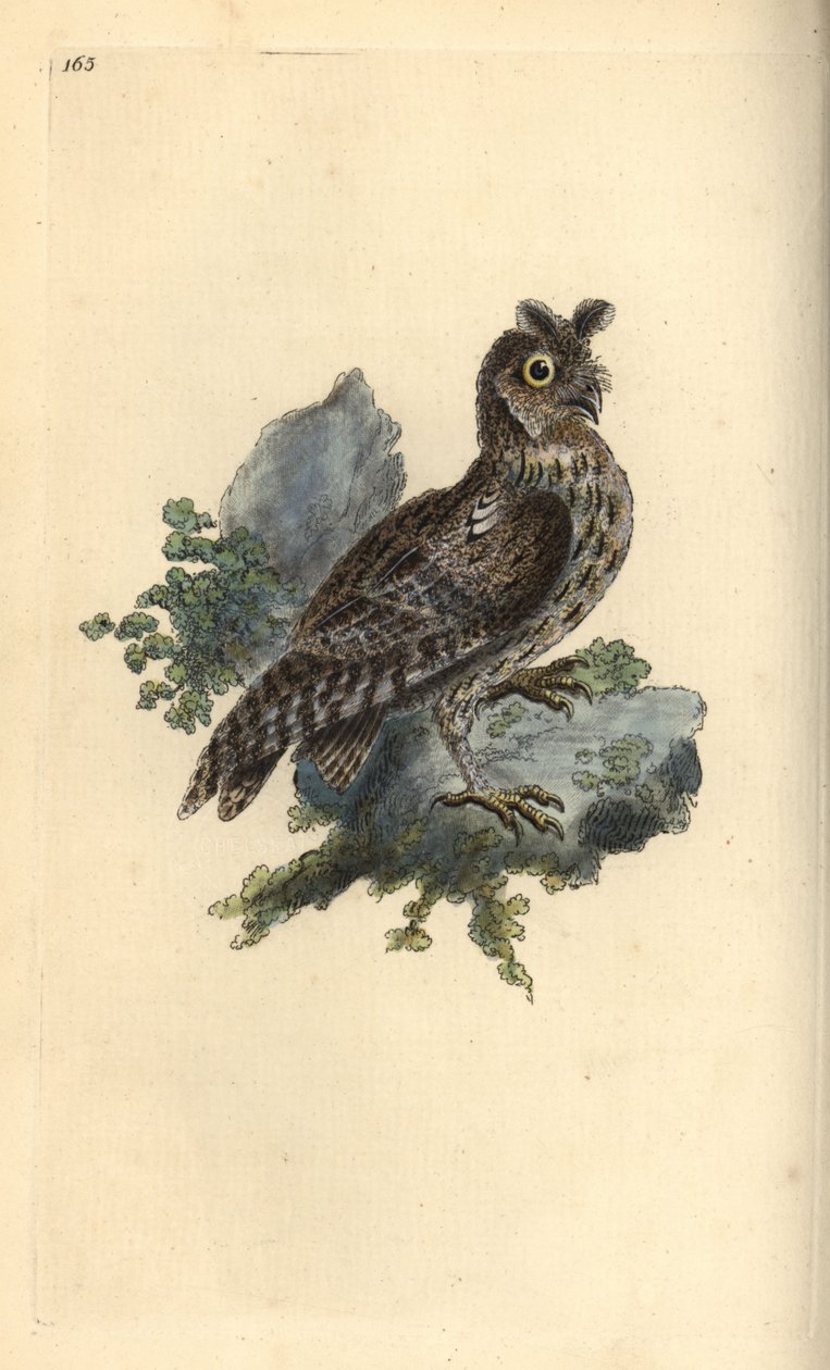 Búho siberiano, Strix pulchella. (Búho chico, Otus scops?) Ilustración a mano de cobre grabada por Edward Donovan de su propio 