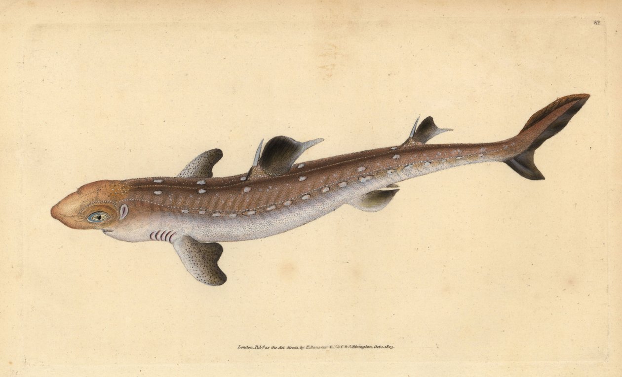 Pez perro espinoso, Squalus acanthias. Grabado a mano coloreado por Edward Donovan de su Historia Natural de los Peces Británicos, Donovan y F.C. y J. Rivington, Londres de Edward Donovan