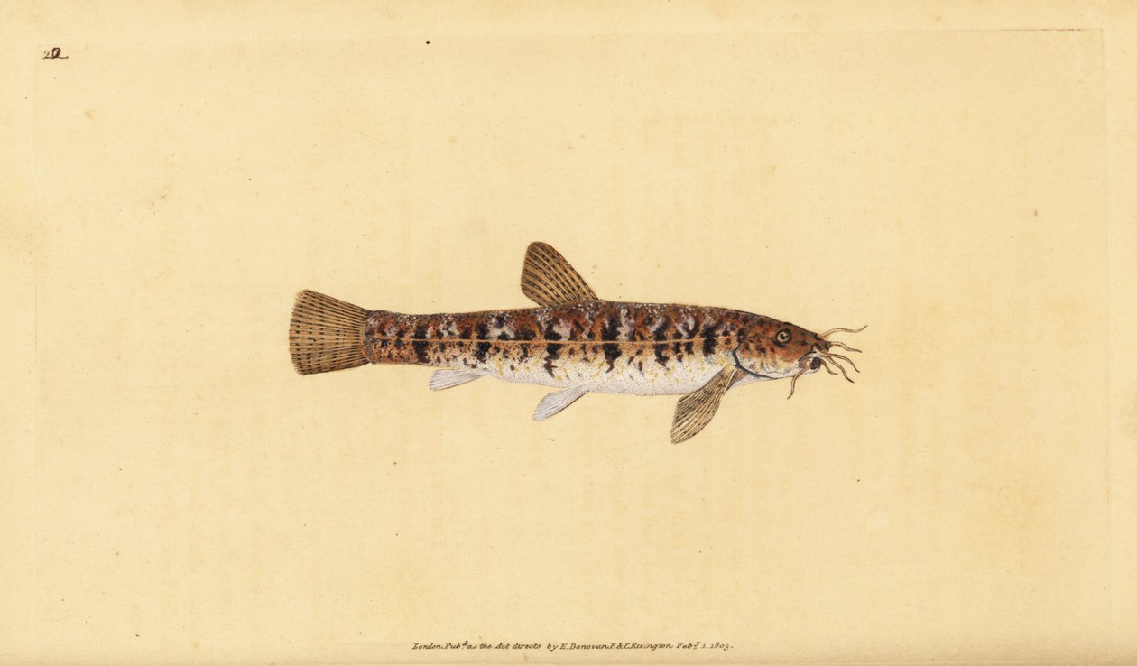 Locha de piedra, Barbatula barbatula (Locha barbuda, Cobitis barbatula). Grabado en cobre coloreado a mano dibujado y grabado por Edward Donovan de su Historia Natural de los Peces Británicos, Donovan y F.C. y J. Rivington, Londres de Edward Donovan