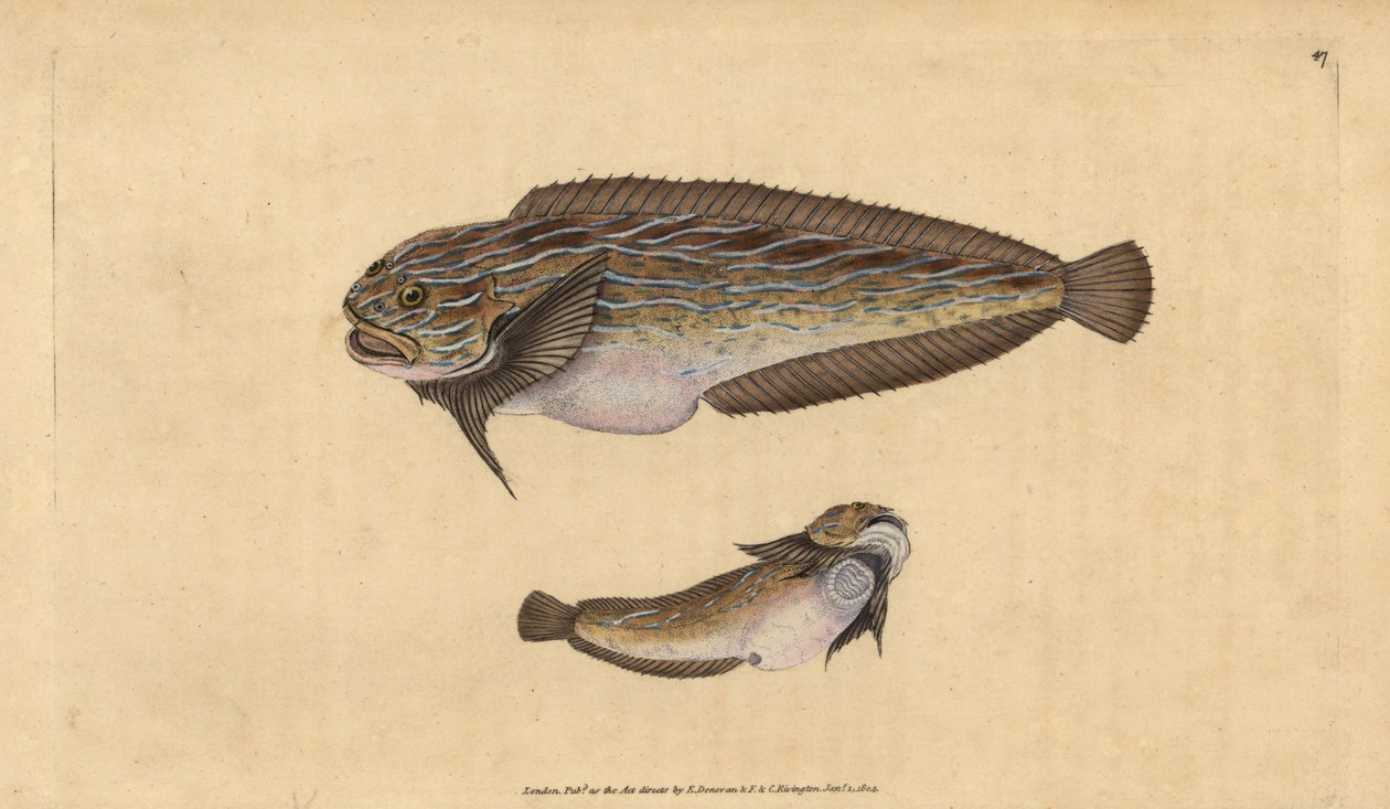 Caracol de mar rayado, Liparis liparis liparis (Chupador untuoso, Cyclopterus liparis) de Edward Donovan
