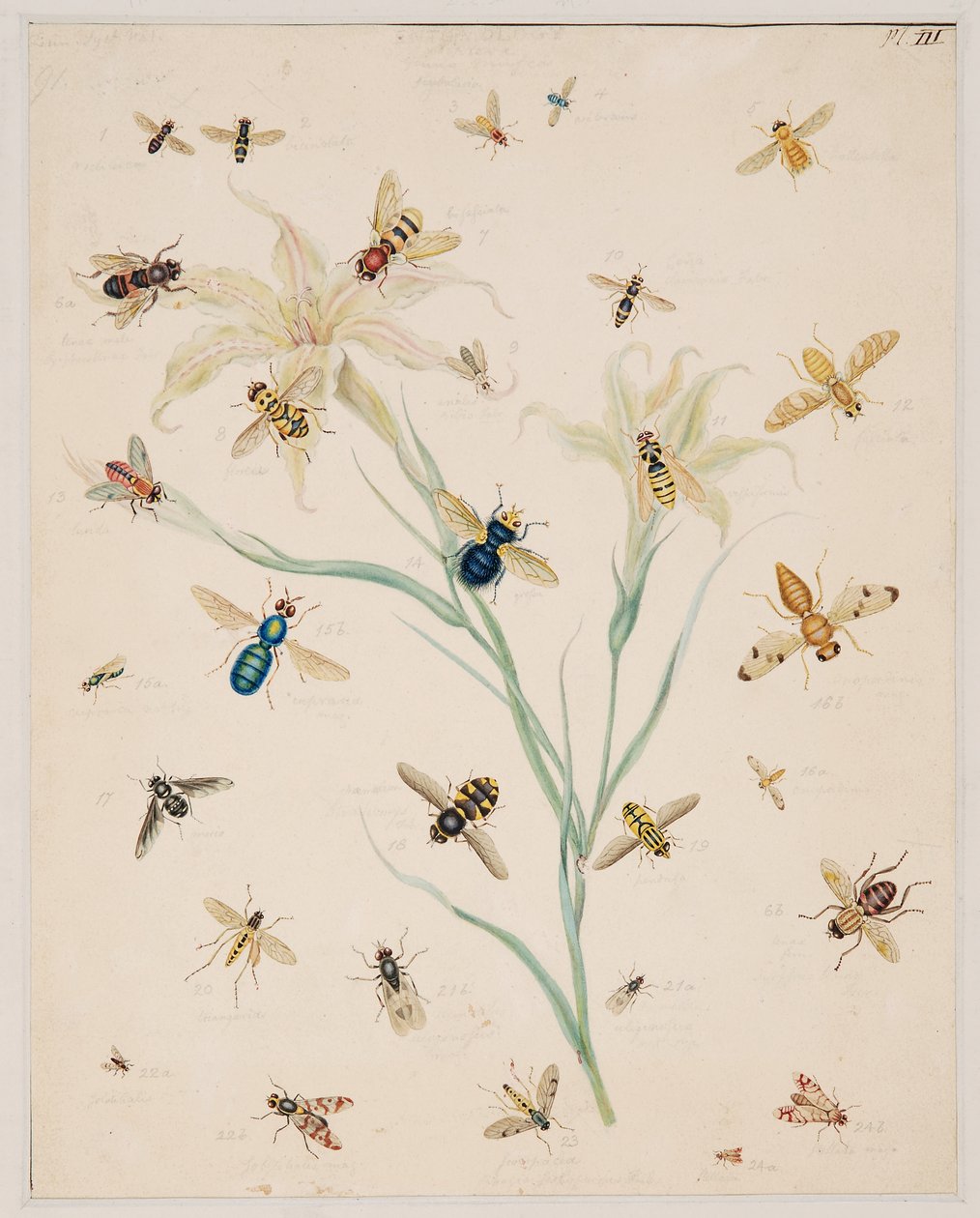 Estudios sobre animales invertebrados, Volumen II de Edward Donovan