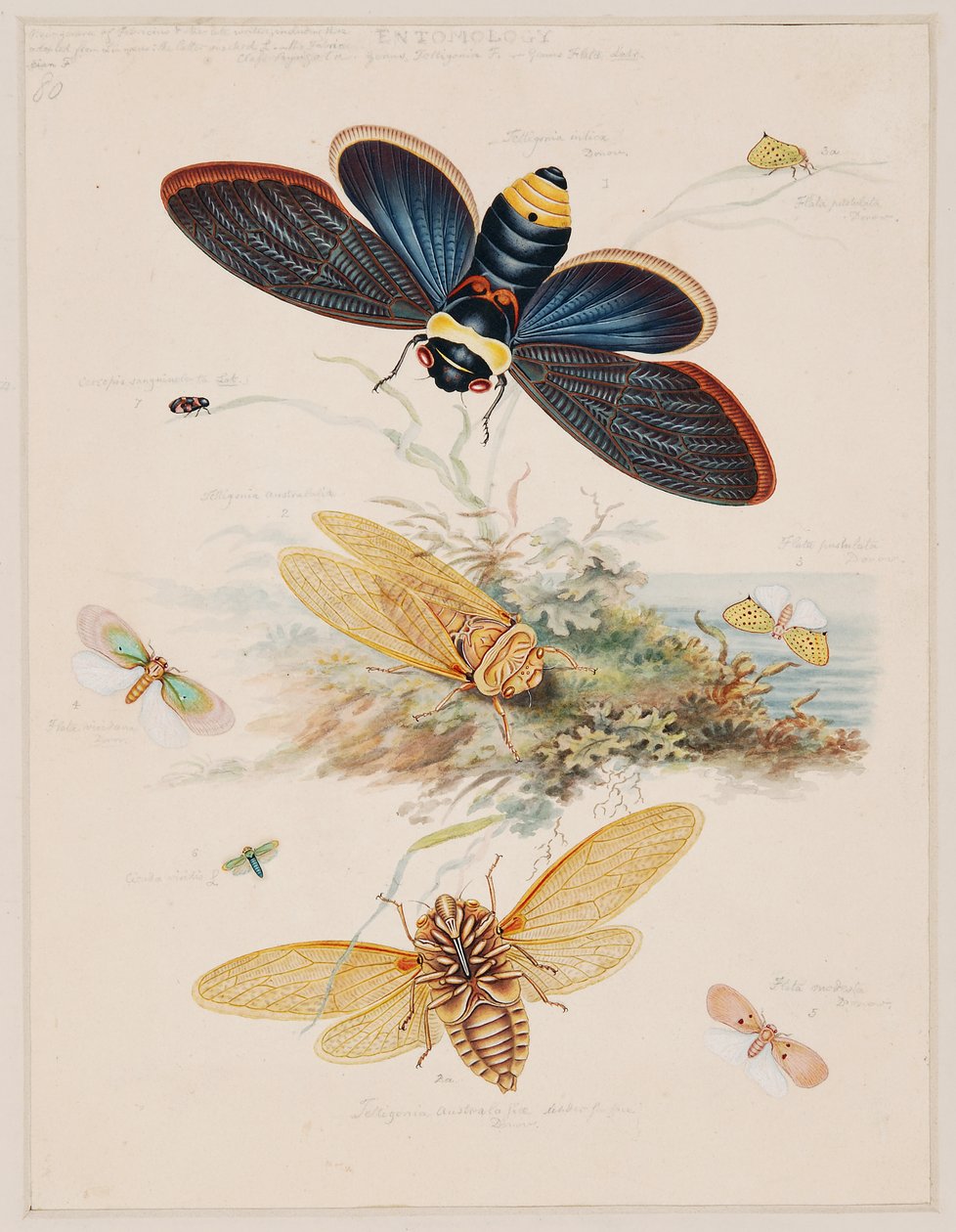 Estudios sobre animales invertebrados, Volumen II de Edward Donovan