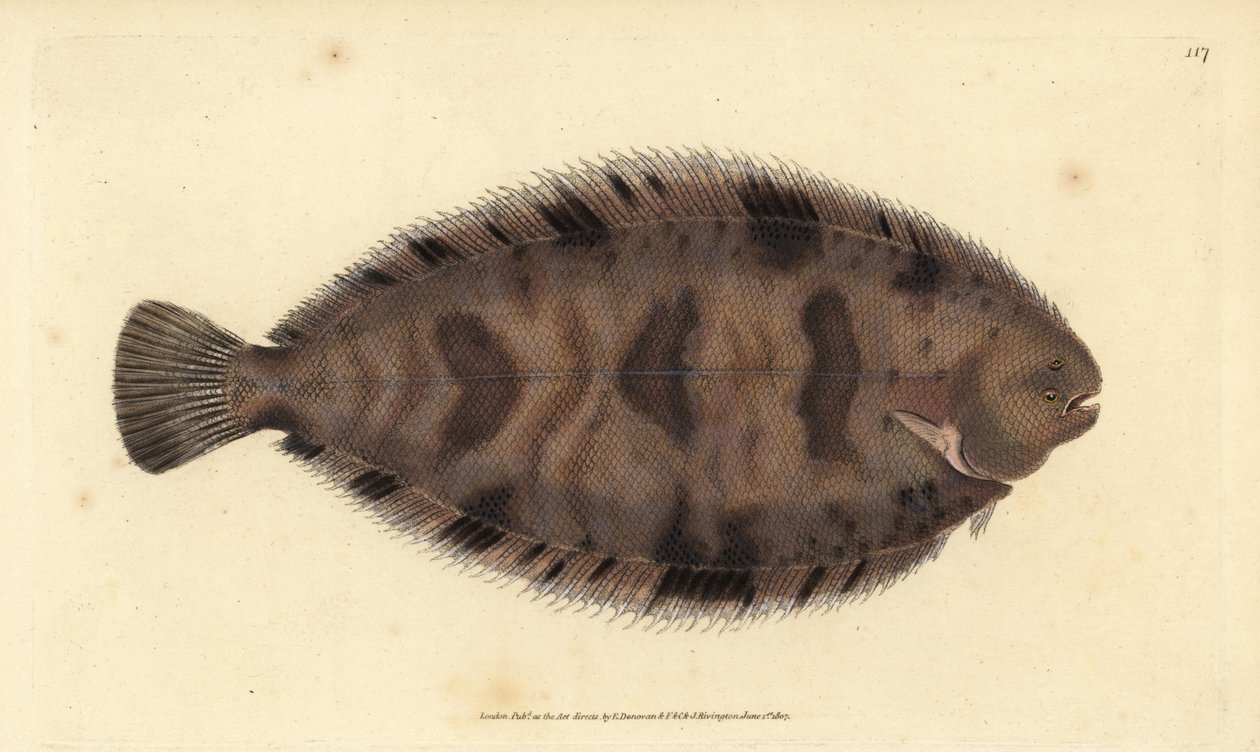 Lenguado variegado, Microchirus variegatus (Lenguado variegado, Pleuronectes variegatus) de Edward Donovan