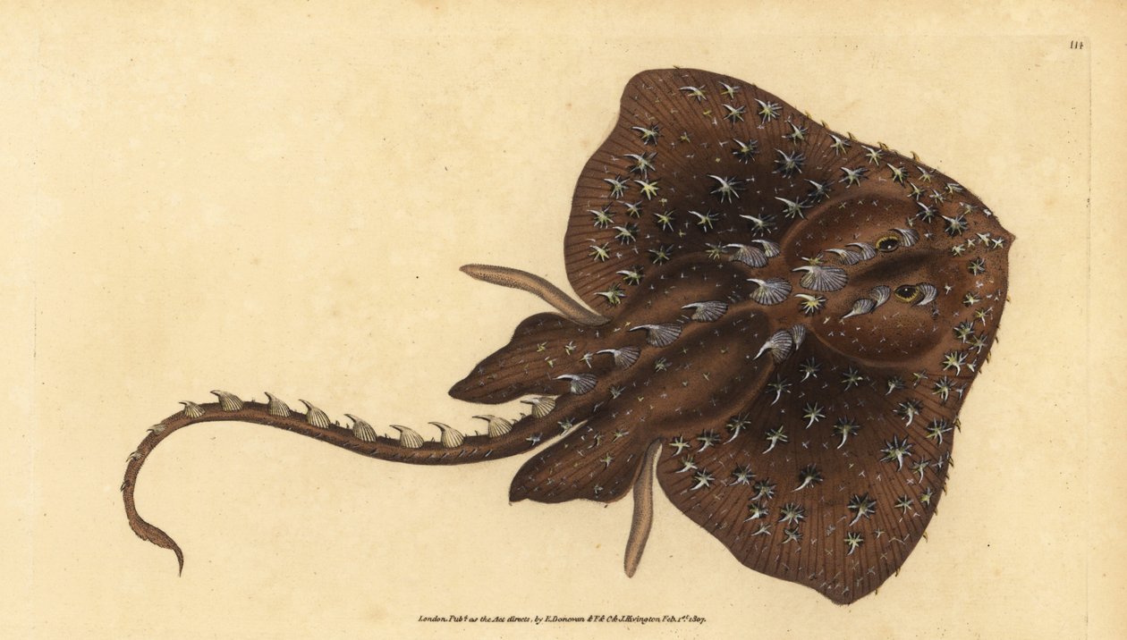 Raya espinosa, Amblyraja radiata (grabado a mano por Edward Donovan de su 