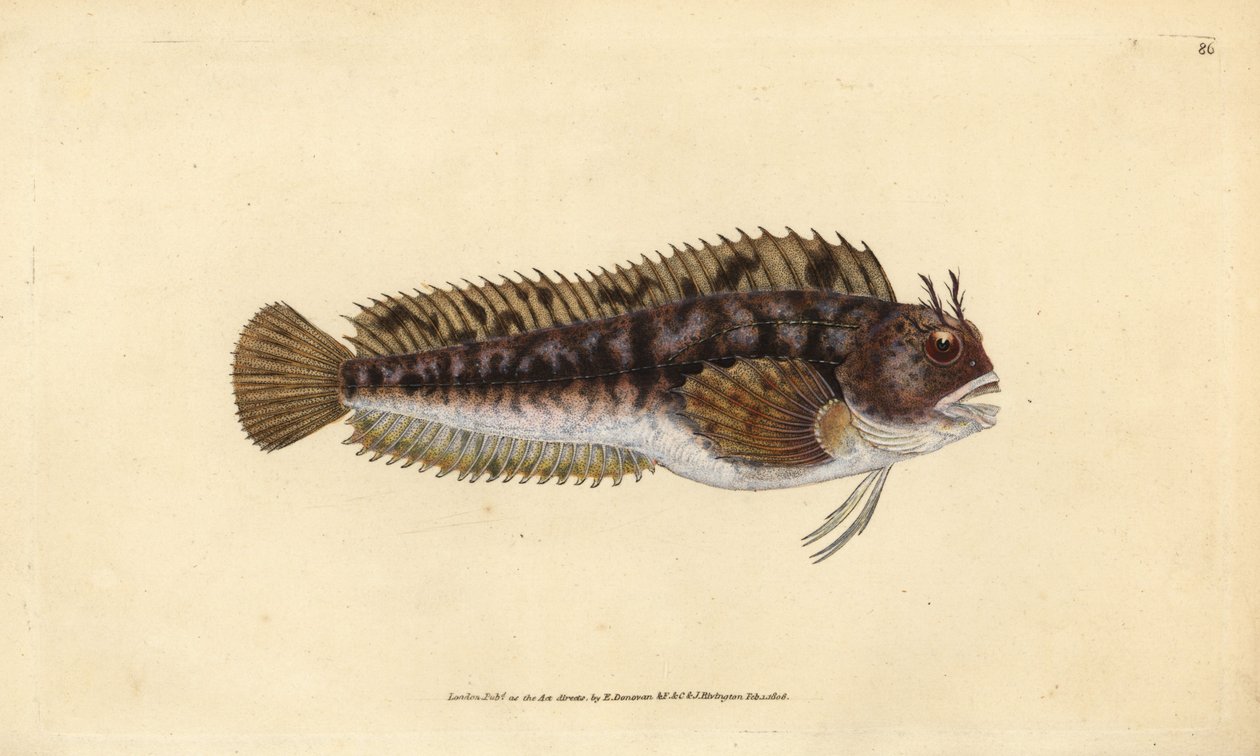 Blénido tompot, Parablennius gattorugine (Gattorugine, Blennius gattorugine). Grabado en cobre coloreado a mano dibujado y grabado por Edward Donovan de su Historia Natural de los Peces Británicos, Donovan y F.C. y J. Rivington, Londres de Edward Donovan