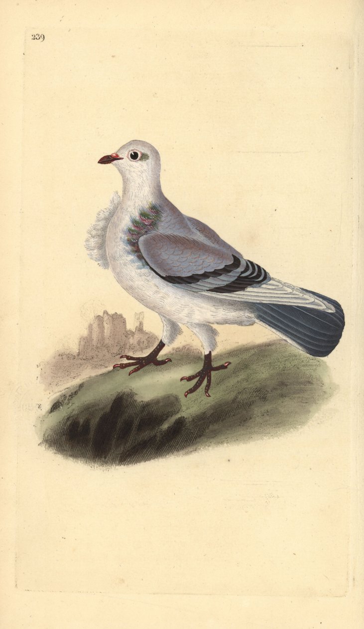 Paloma turbit, Columba livia domestica var. turbita. Grabado en cobre coloreado a mano dibujado y grabado por Edward Donovan de su propia “Historia Natural de las Aves Británicas,” Londres de Edward Donovan