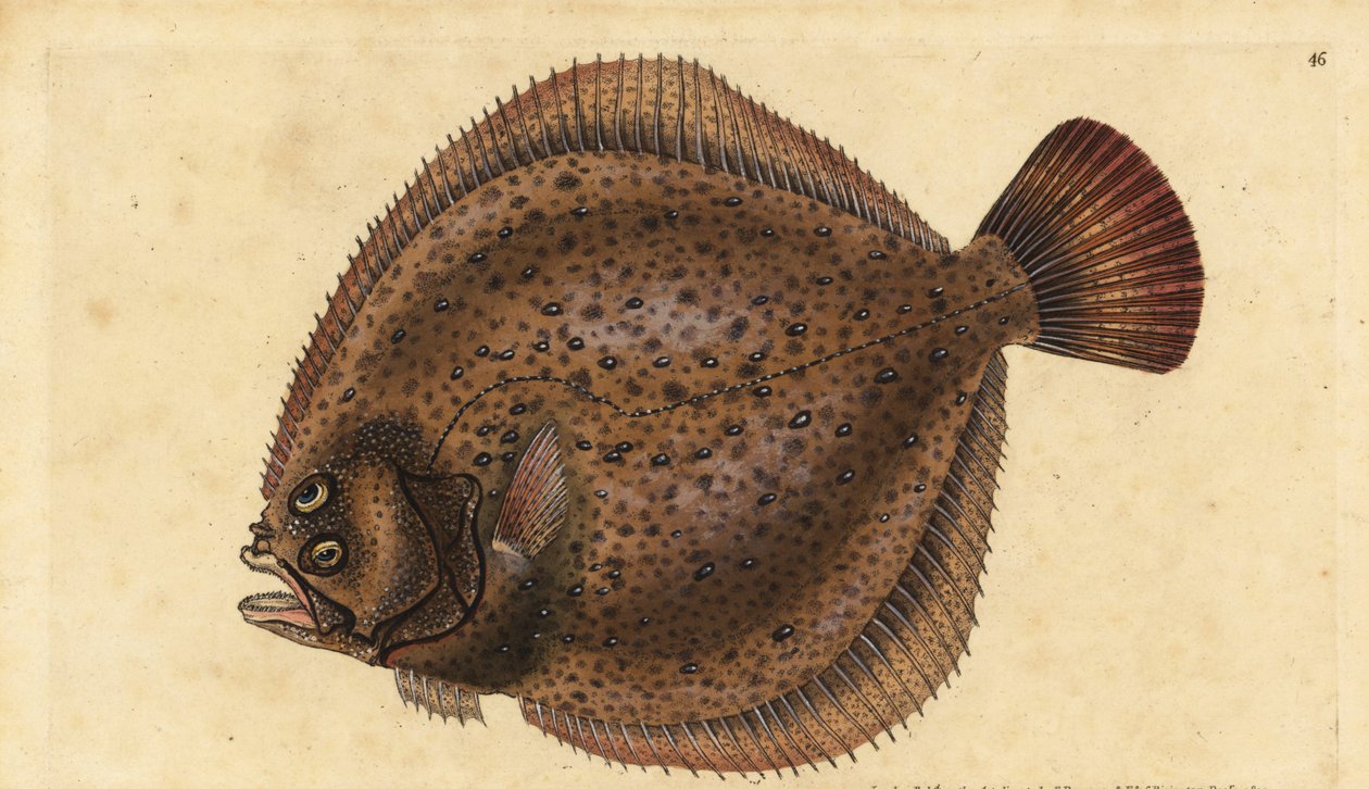 Rodaballo, Scophthalmus maximus (Pleuronectes maximus). Grabado en cobre coloreado a mano dibujado y grabado por Edward Donovan de su Historia Natural de los Peces Británicos, Donovan y F.C. y J. Rivington, Londres de Edward Donovan