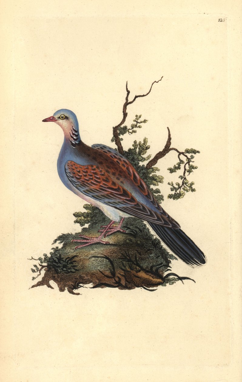 Tórtola europea, Streptopelia turtur. Grabado en cobre coloreado a mano dibujado y grabado por Edward Donovan de su propia 