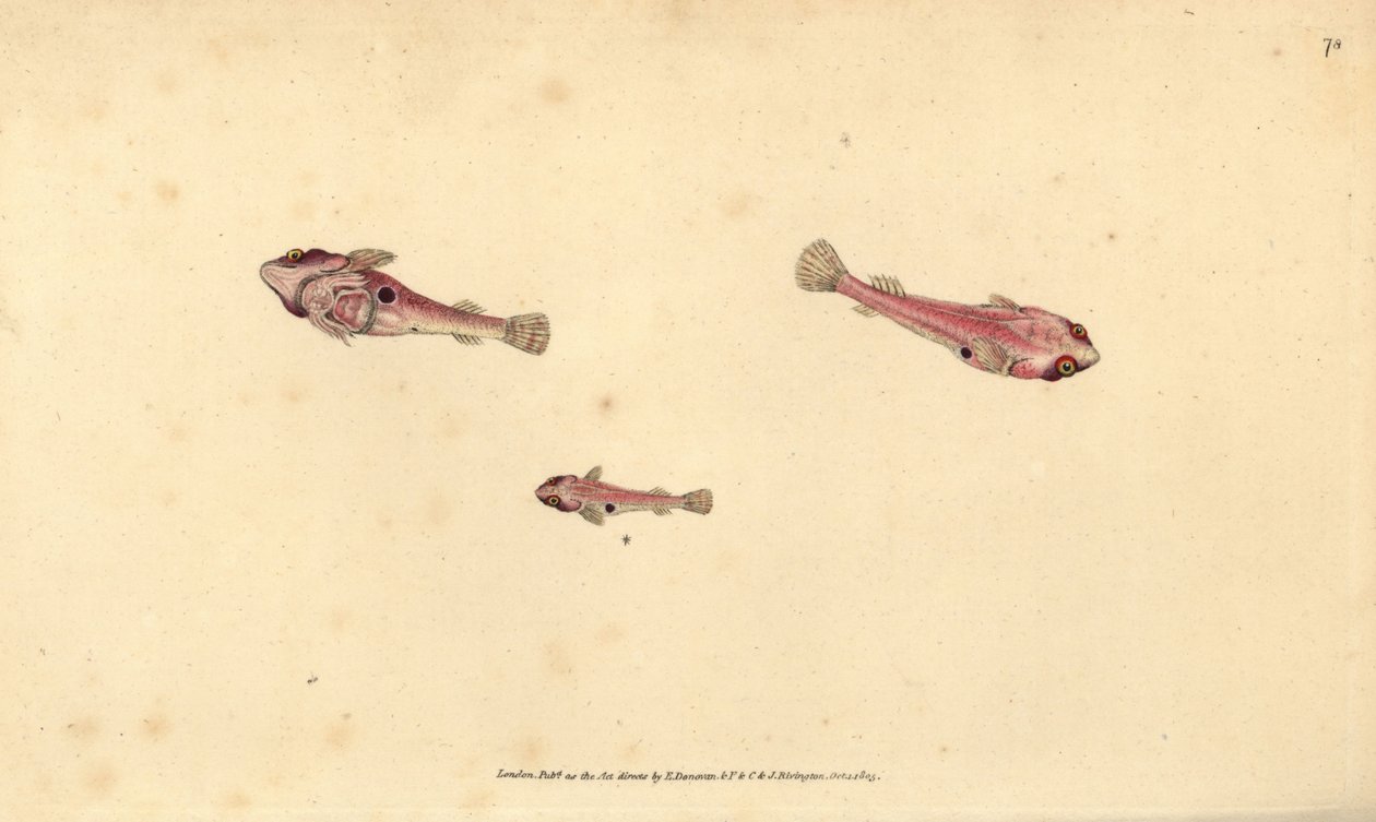 Pez pegajoso de dos manchas, Diplecogaster bimaculata bimaculata (Chupador bimaculado, Cyclopterus bimaculatus) de Edward Donovan