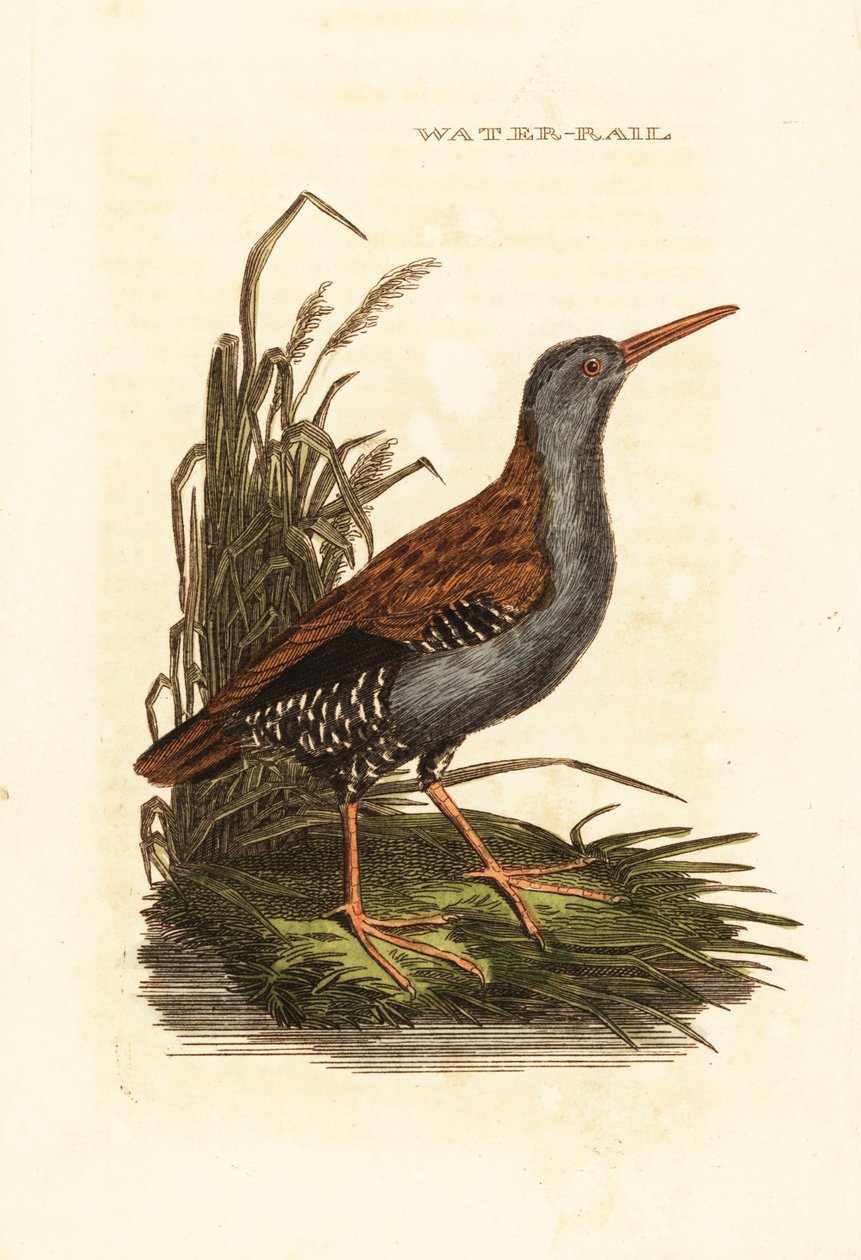 Rascón europeo, Rallus aquaticus de Edward Donovan