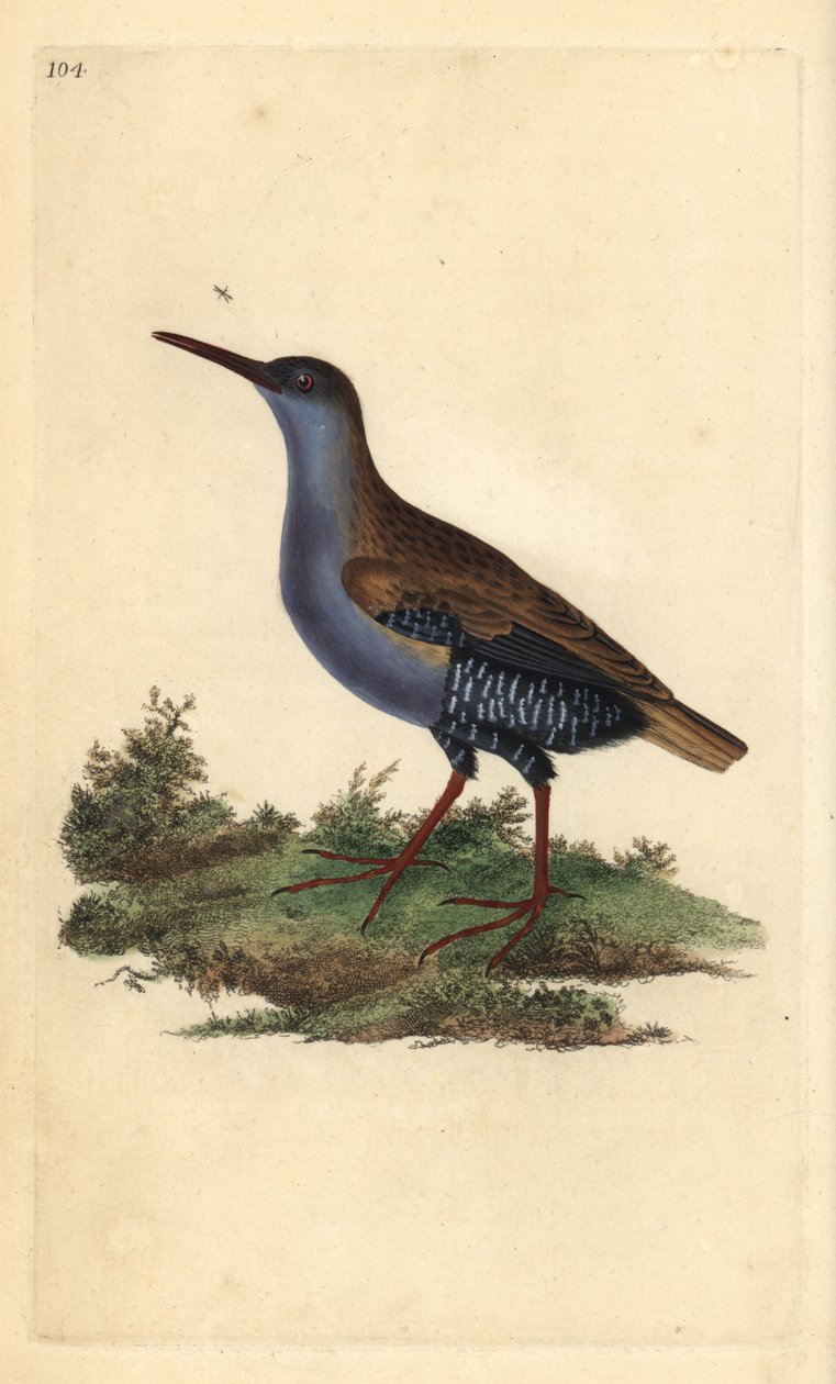Rascón europeo, Rallus aquaticus. Grabado a mano coloreado por Edward Donovan de su propia 
