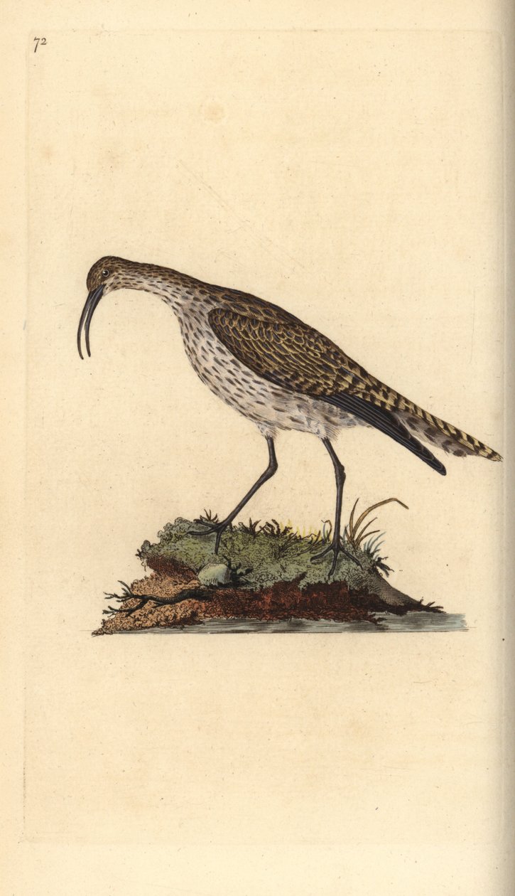 Zarapito trinador, Numenius phaeopus. Grabado en cobre coloreado a mano dibujado y grabado por Edward Donovan de su propia 