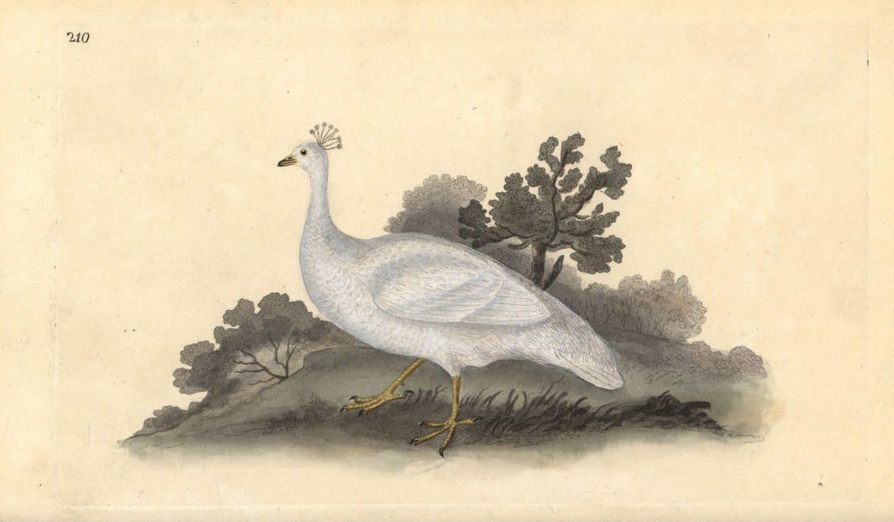 Pavo real de cresta blanca (hembra), Pavo cristatus. Grabado a mano coloreado por Edward Donovan de su propia Historia Natural de las Aves Británicas, Londres de Edward Donovan