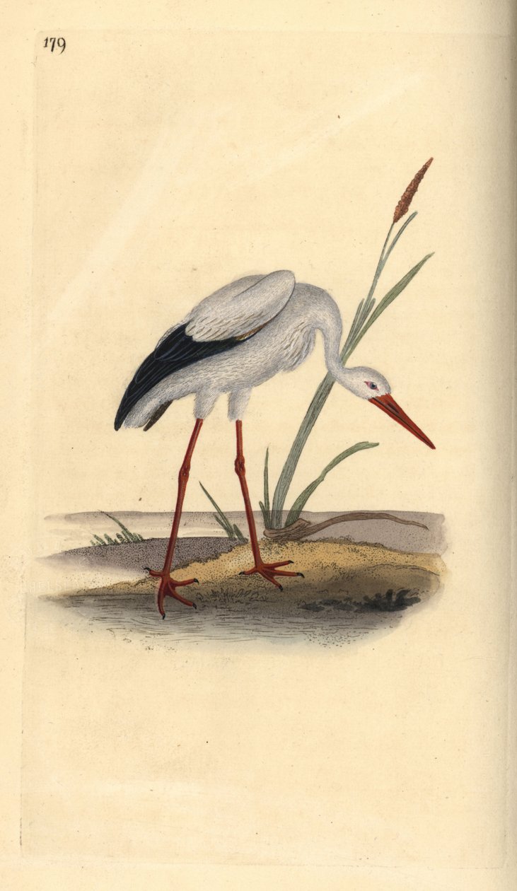 Cigüeña blanca, Ciconia ciconia. Ilustración a mano de cobre grabada por Edward Donovan de su propio 