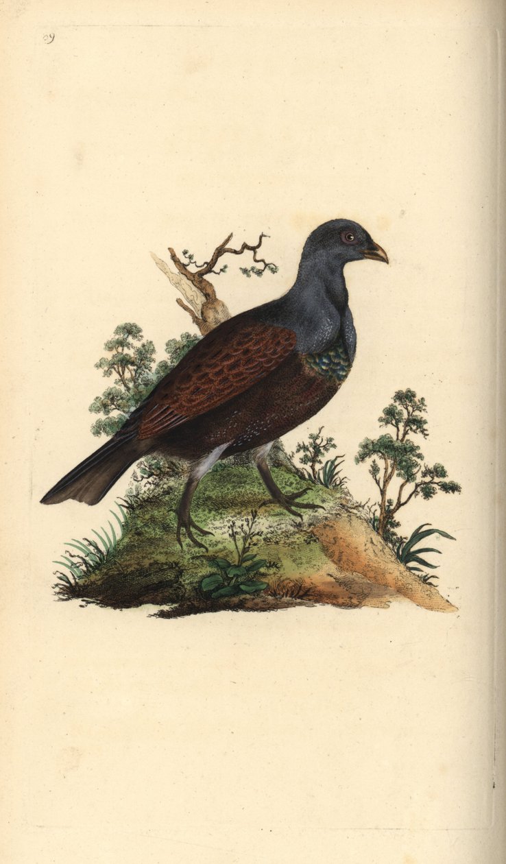 Urogallo, Tetrao urogallus. Grabado en cobre coloreado a mano dibujado y grabado por Edward Donovan de su propia "Historia Natural de las Aves Británicas," Londres de Edward Donovan