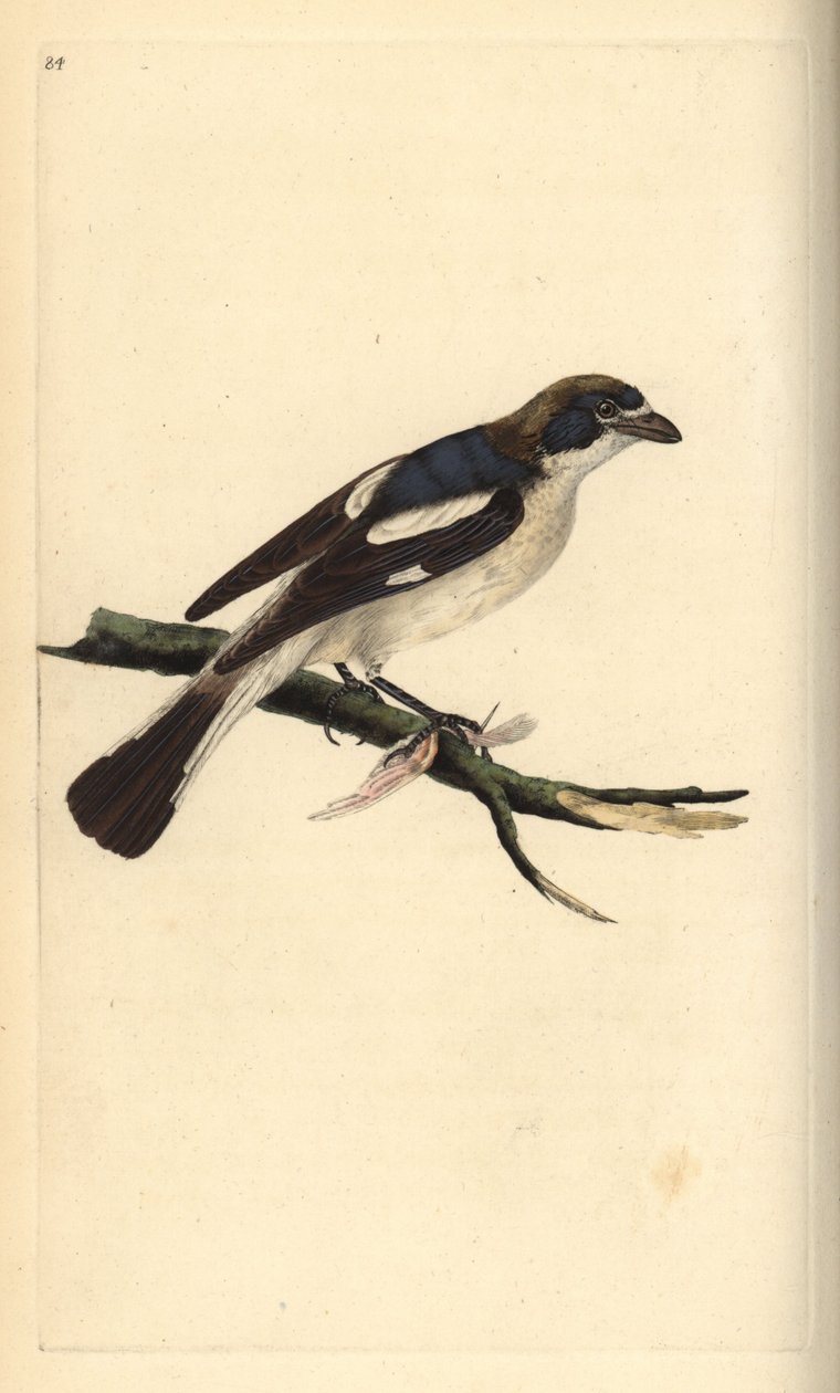Lanius senator, alcaudón común. Grabado en cobre coloreado a mano dibujado y grabado por Edward Donovan de su propia "Historia Natural de las Aves Británicas", Londres de Edward Donovan