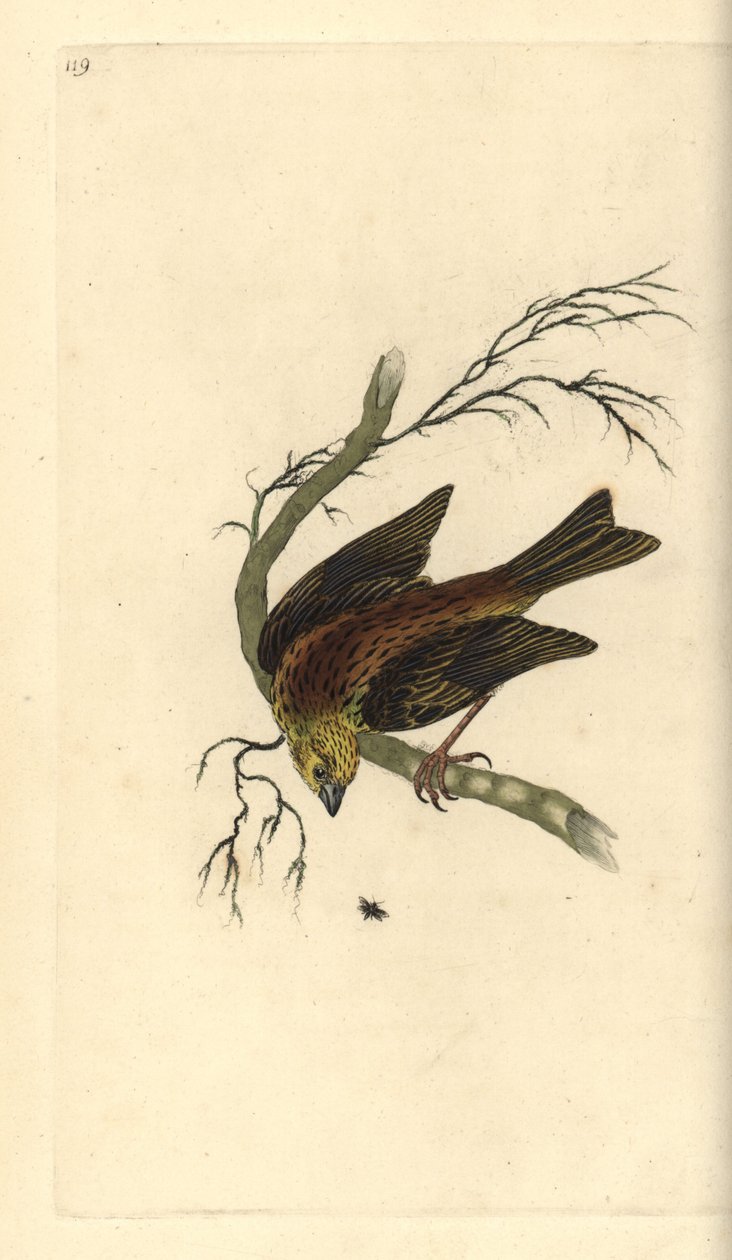 Escribano cerillo, Emberiza citrinella. Ilustración de la 