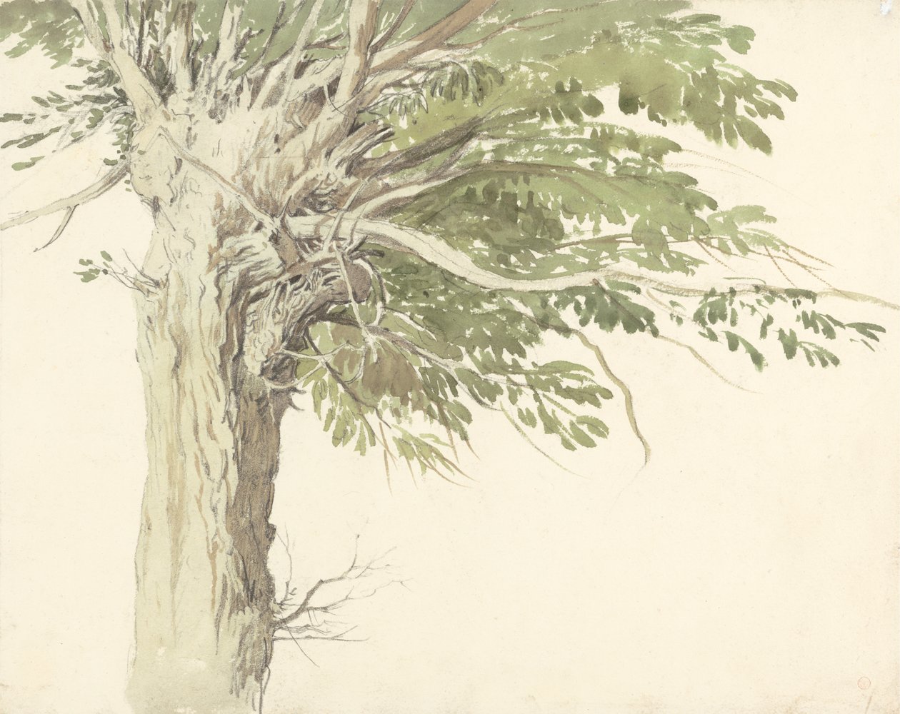 Estudio de un árbol desmochado: un sauce de Edward Duncan