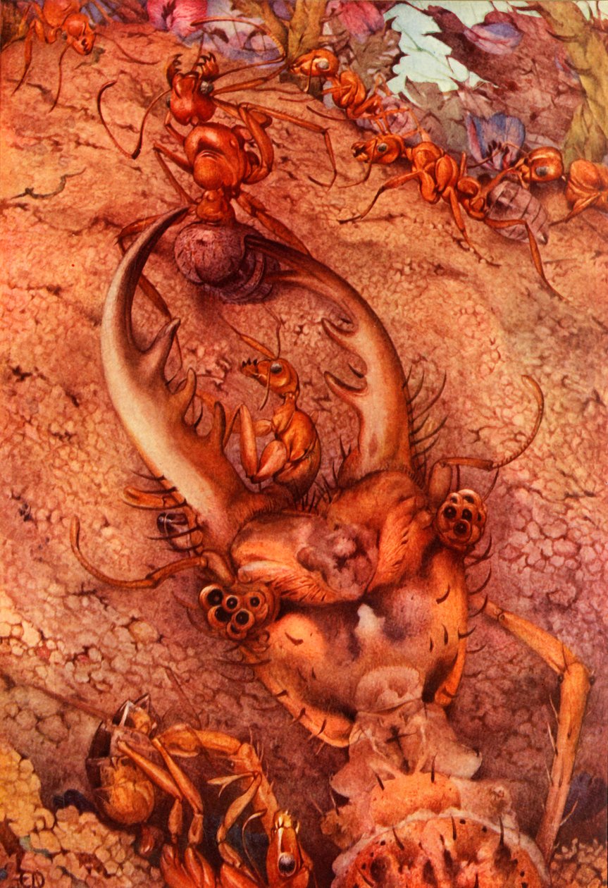 El león hormiguero, 1914 de Edward Julius Detmold