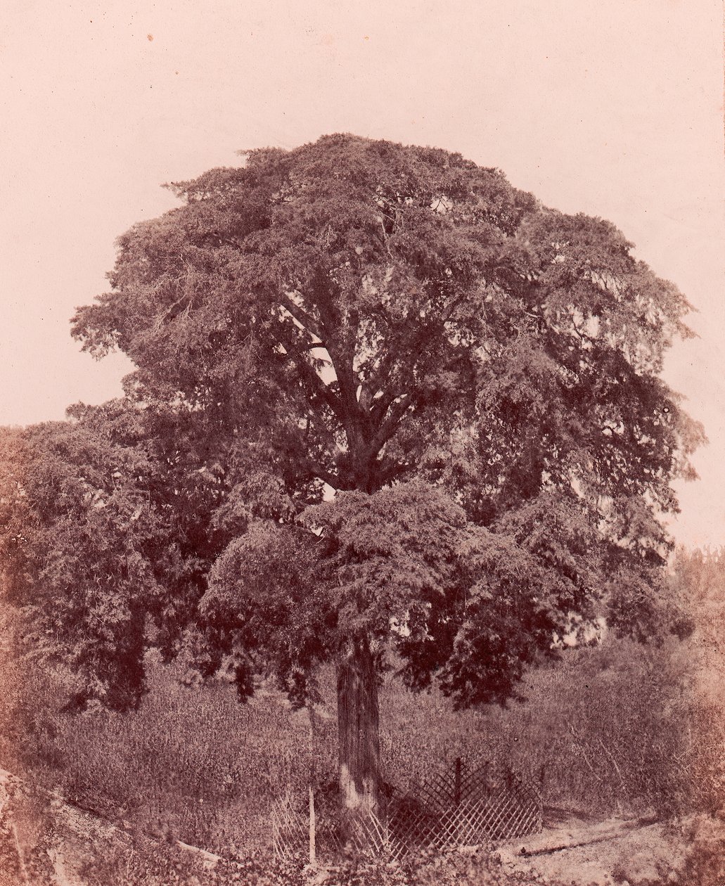 Estudio de árbol, 1850-53 de Edward King Tenison