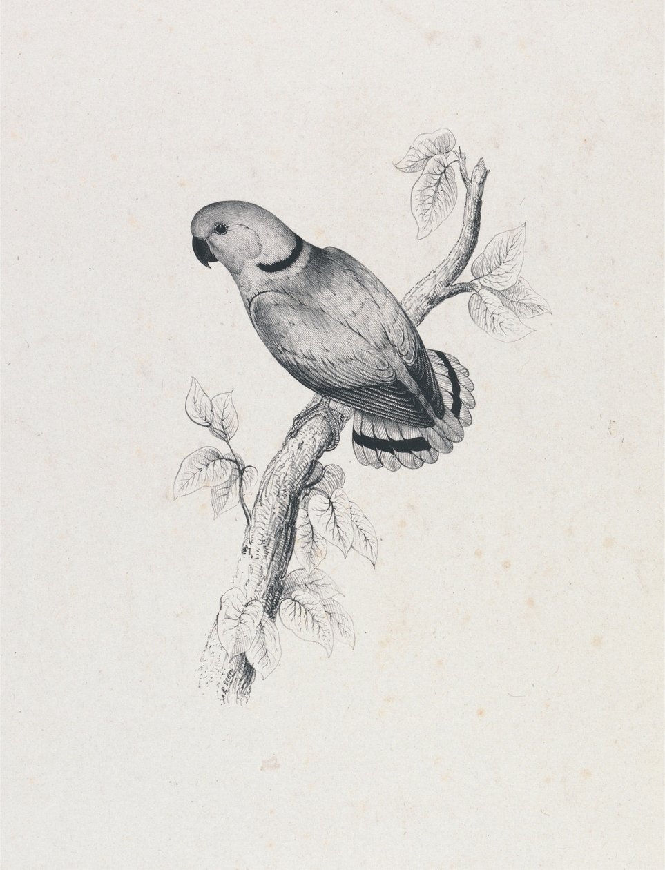 (Periquito de Swindern) (Lámina 42) de Edward Lear