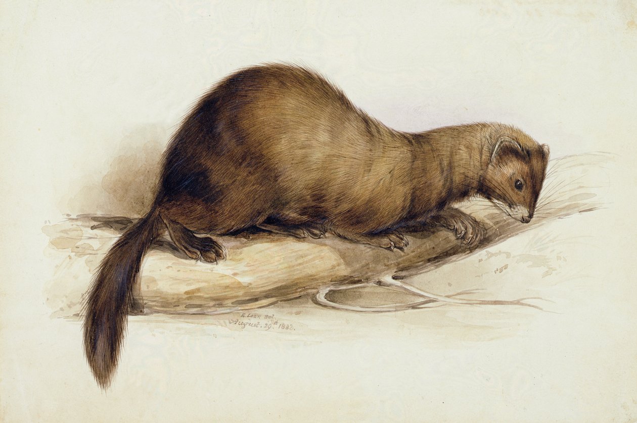 Una comadreja de Edward Lear