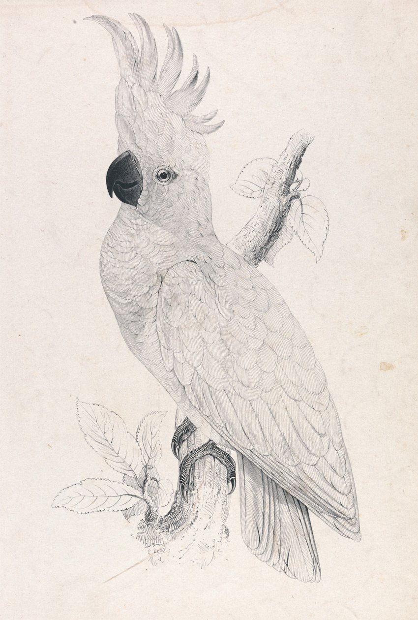 Cacatúa de cresta amarilla menor (Lámina 4) de Edward Lear