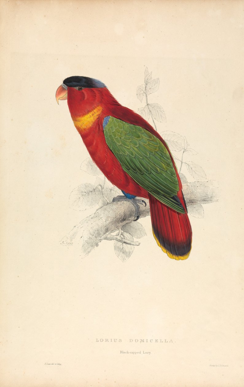 Lorius Domicella / Lorito de cabeza negra (Lámina 37) de Edward Lear