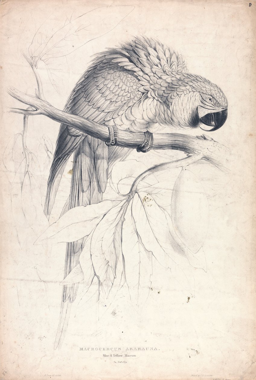 Macrocerus ararauna / Guacamayo azul y amarillo / 2/3 del tamaño natural (Lámina 8) de Edward Lear